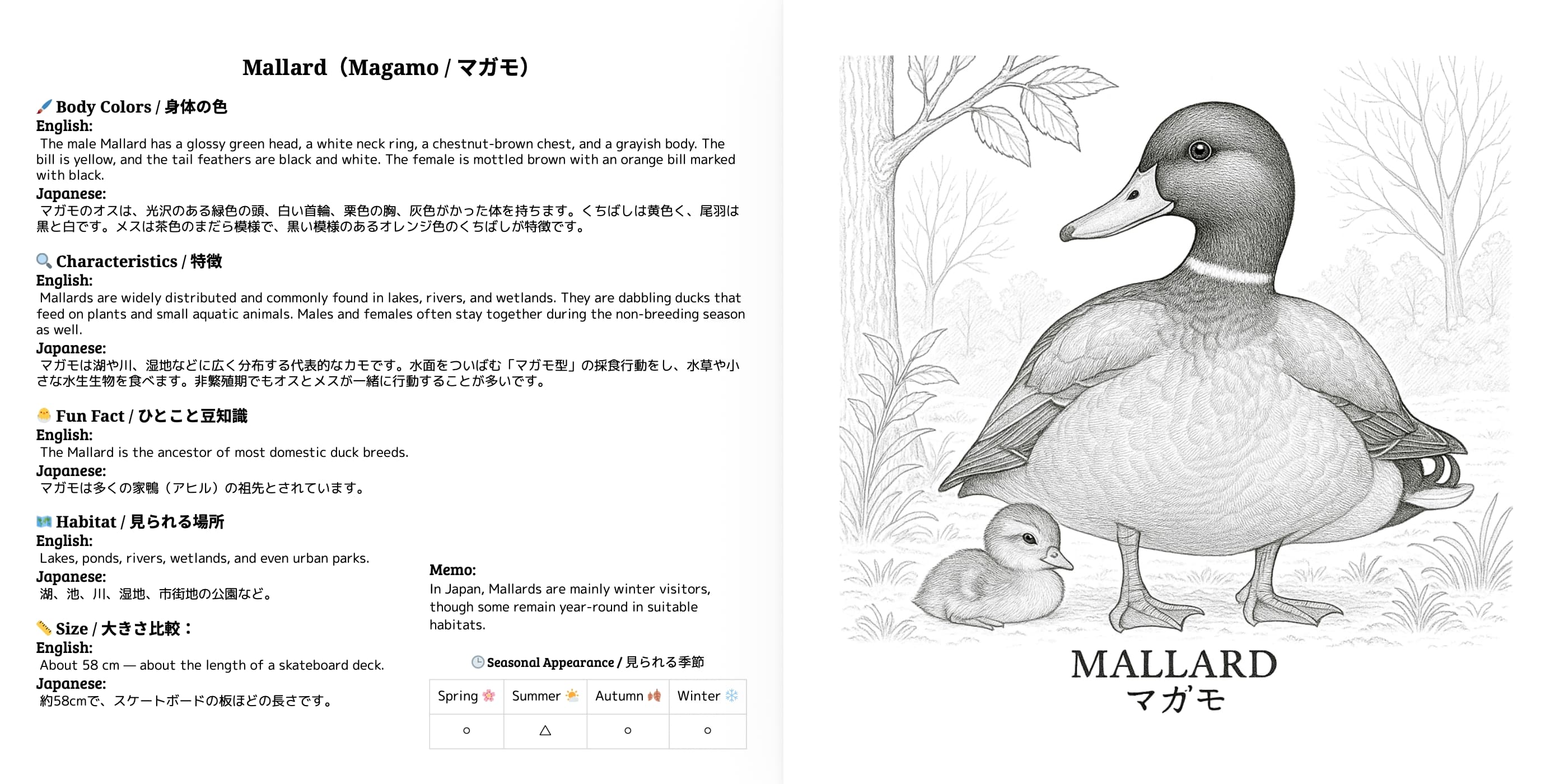Japanese Wild Birds Series Vol.4 sample 2